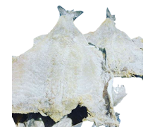 bac-seco.png